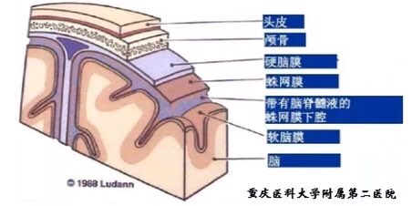 颅骨与大脑之间有三层膜,由外向内依次为硬脑膜,蛛网膜和软脑膜.