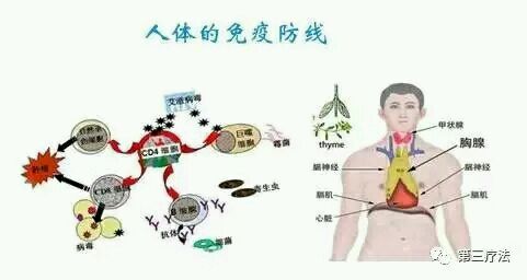 第三疗法免疫系统与营养干预