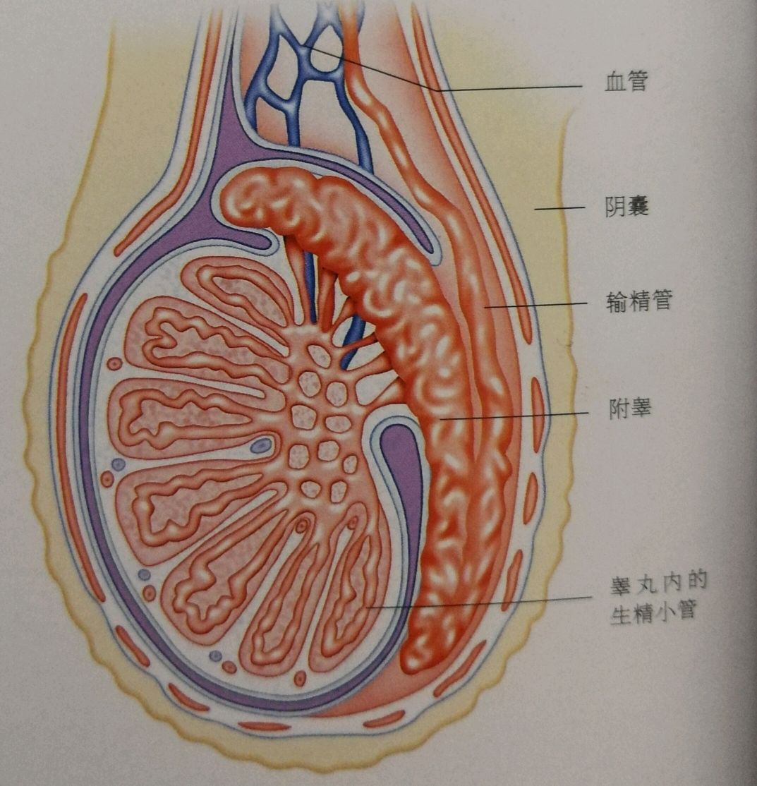 为什么会的附睾炎