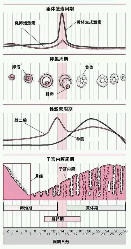 性激素六项