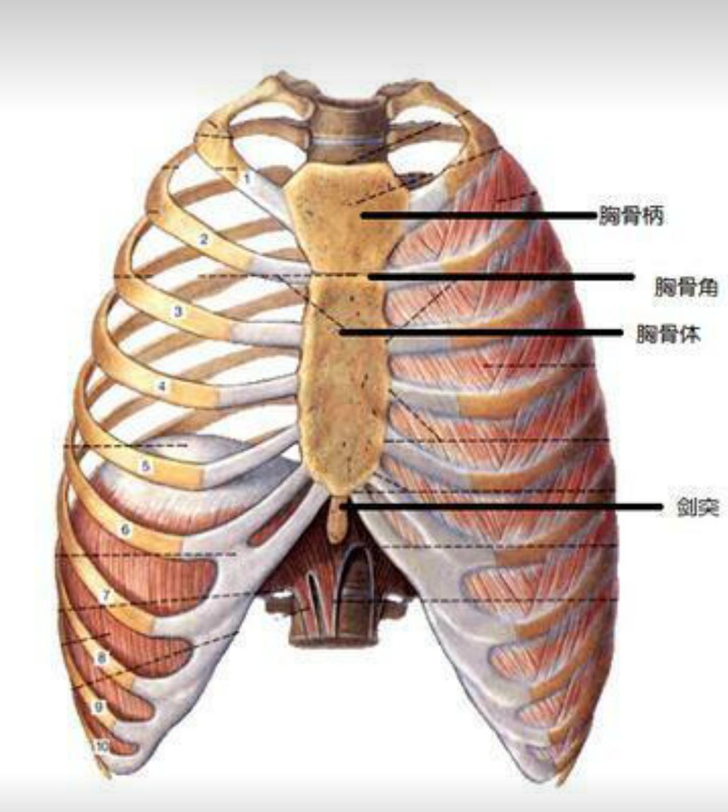 图12 胸廓-基础医学-医学