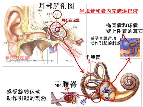 耳石构造图片图片