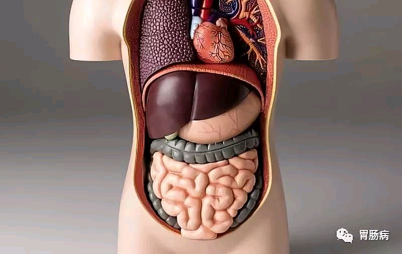 人体肠道位置图片