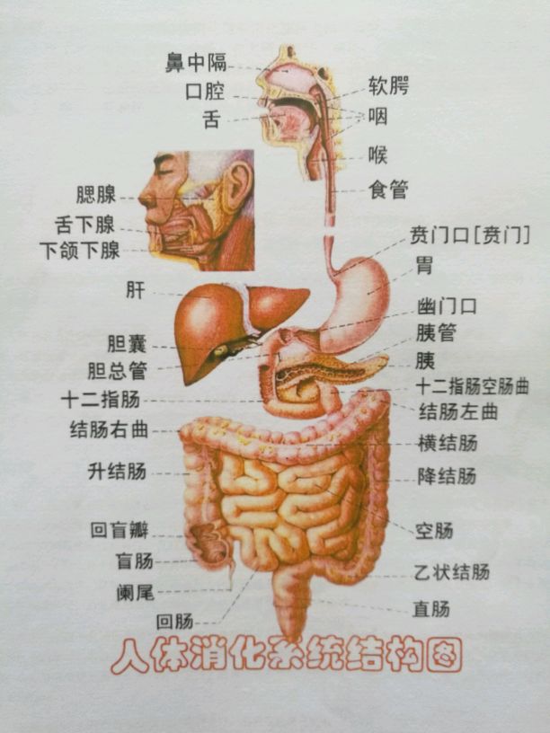 所在医院和消化系统图谱