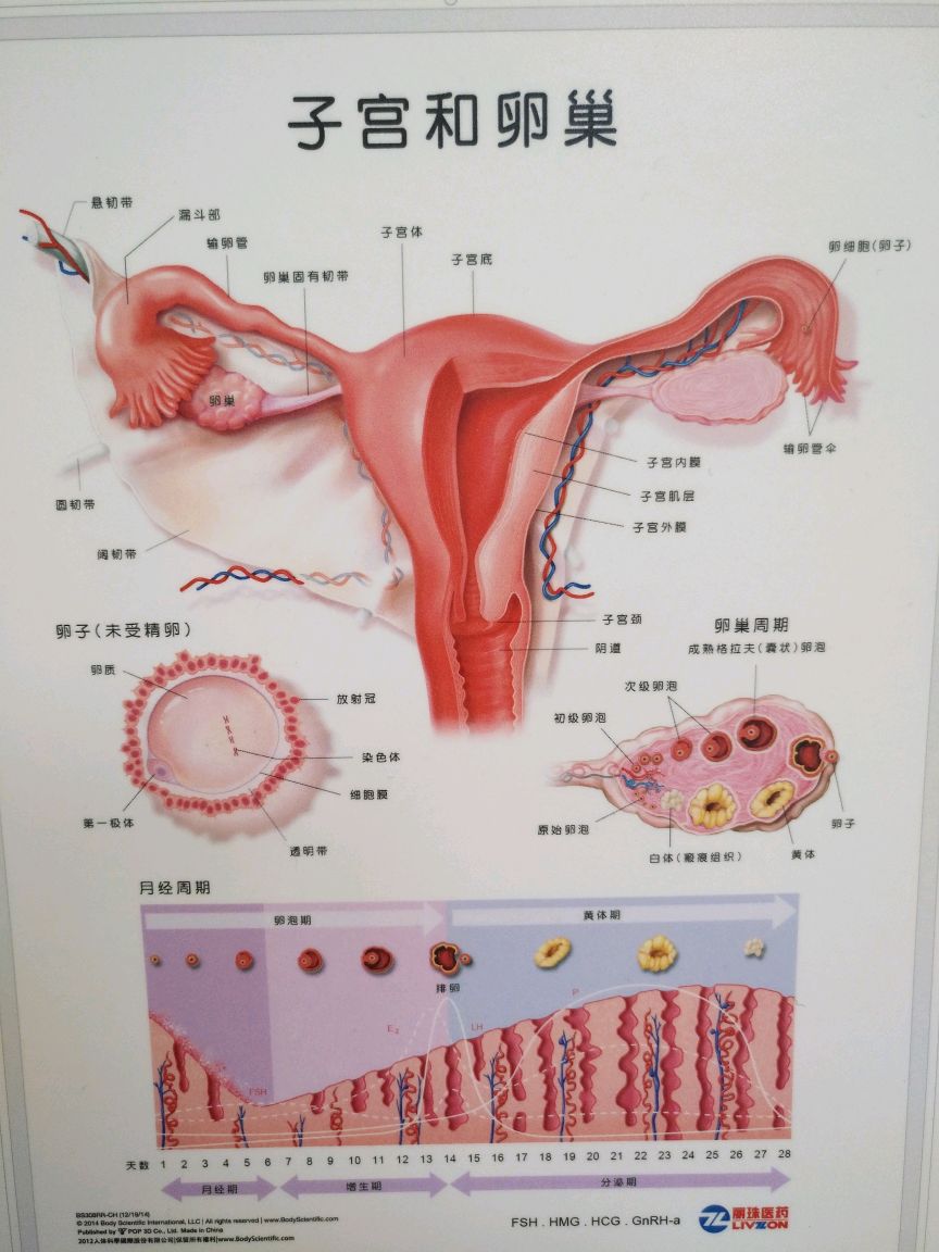 子宫卵巢的解剖图