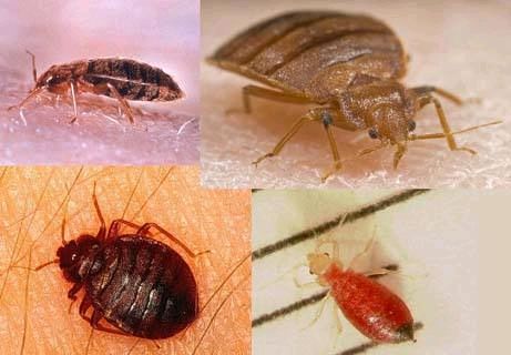 身上出很痒的疙瘩原来是它们在作怪