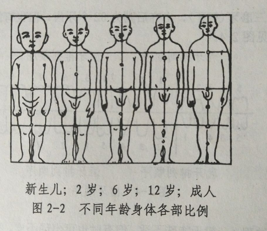 通過以上分析不難看出胎兒期及新生兒期頸椎相對較短,且因頸椎是直的