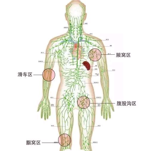 手臂上的淋巴结示意图图片