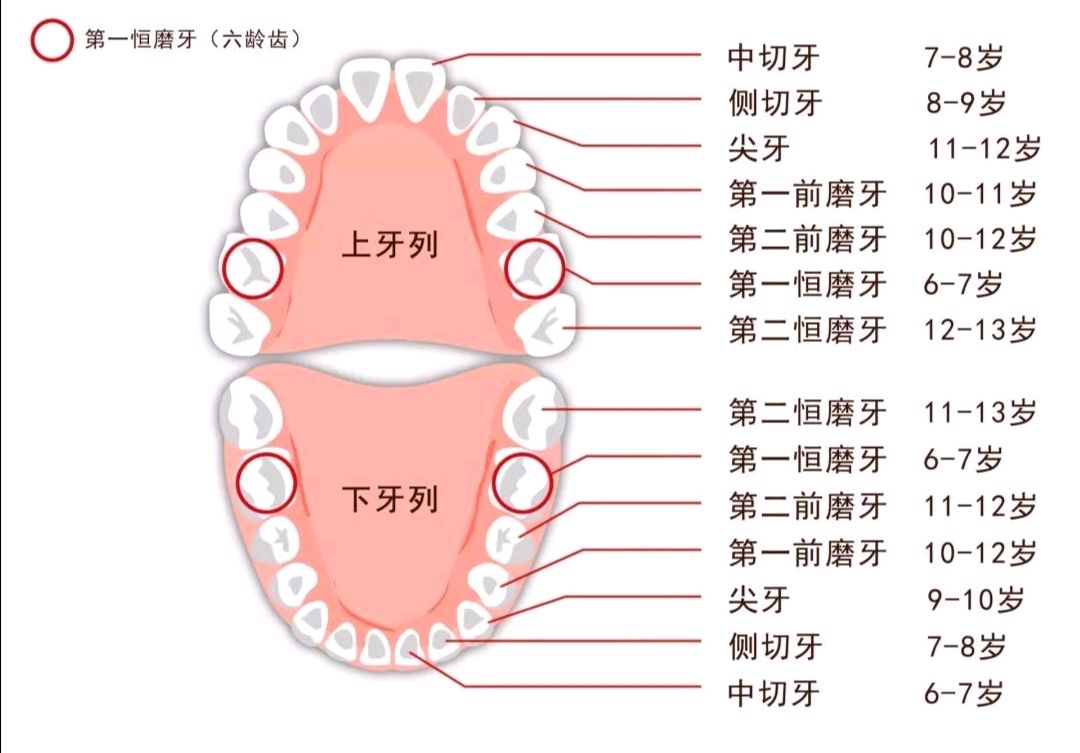 牙齿序号图排号图片