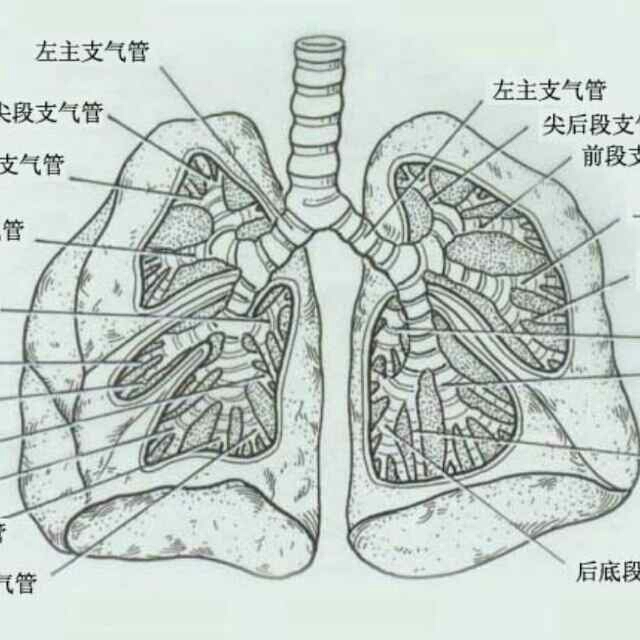 人体呼吸器官怎么画图片