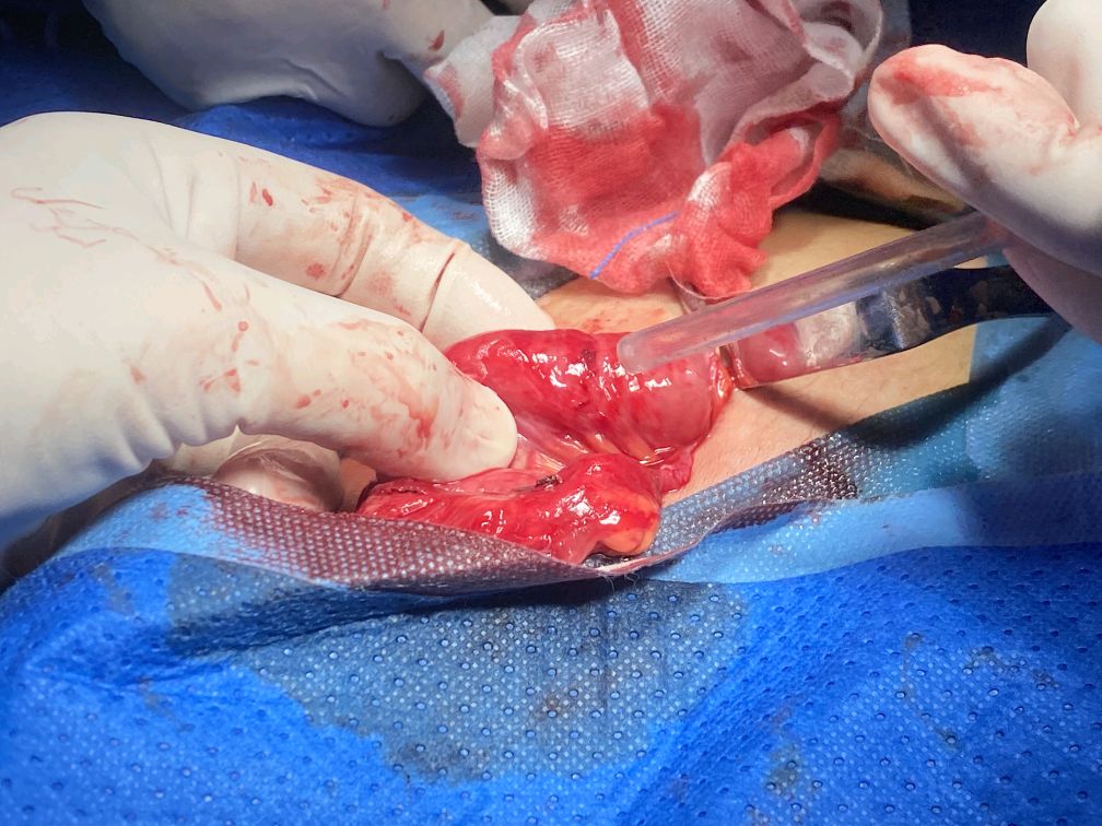 犬腹股沟疝气手术图片