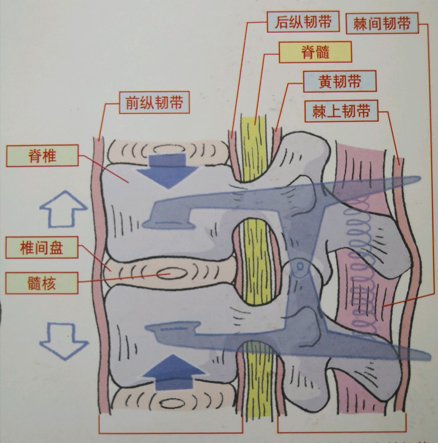 夹子的旋转轴是腰椎的小关节