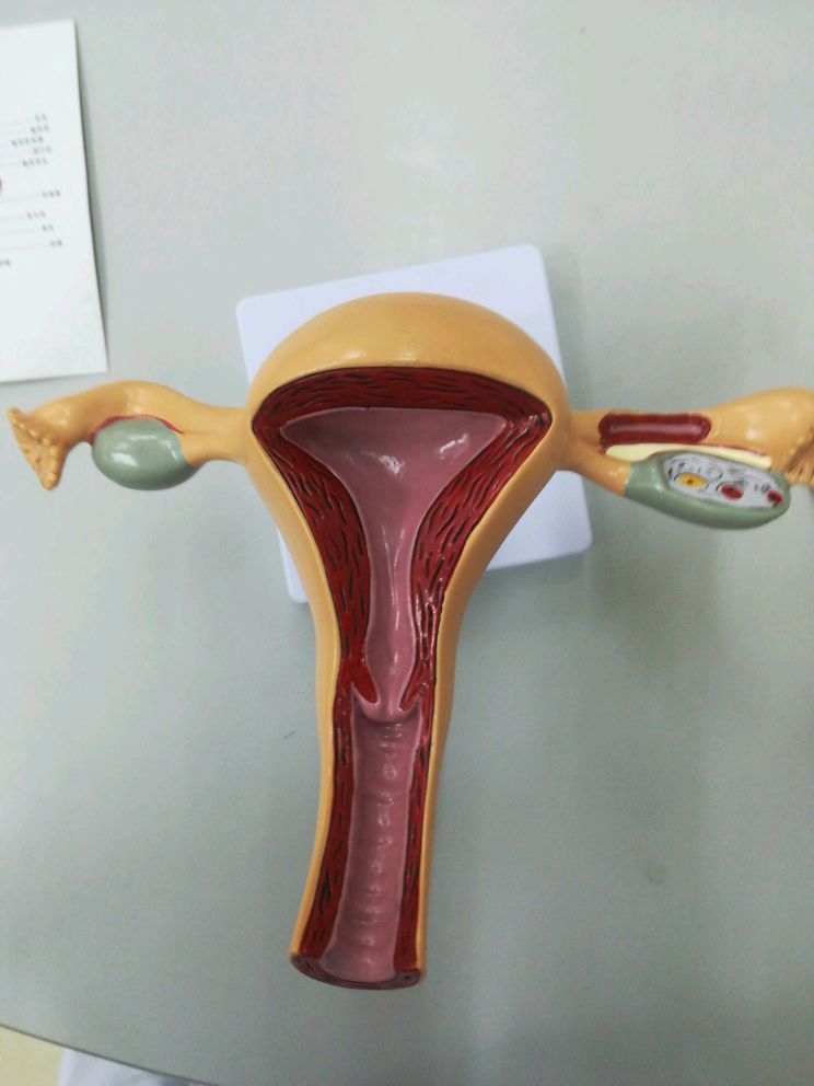 子宫与卵巢
