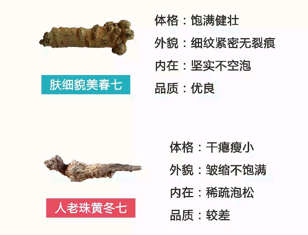 你知道中药 三七 吗?-春雨医生