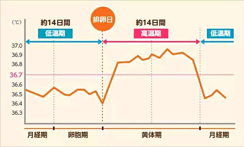 5℃,持续12-14天,即呈现双相体温改变.