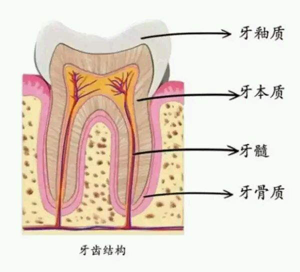 门牙结构图图片