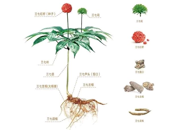 你知道中药 三七 吗？-春雨医生