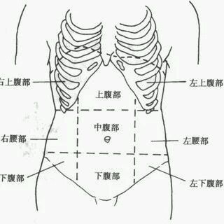 右腹部位置图图片