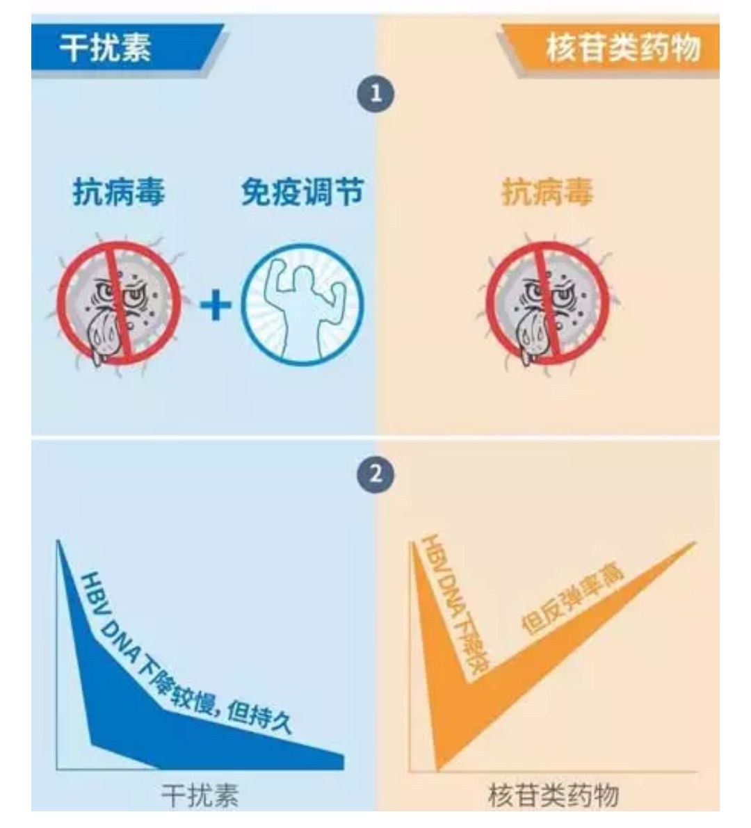 干扰素和核苷类似物的区别