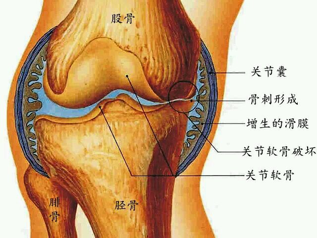 膝关节的滑膜囊解剖图图片