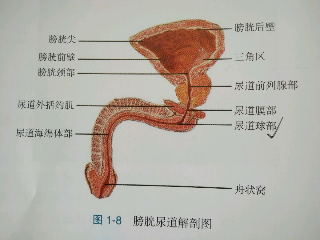 后尿道解剖结构图片