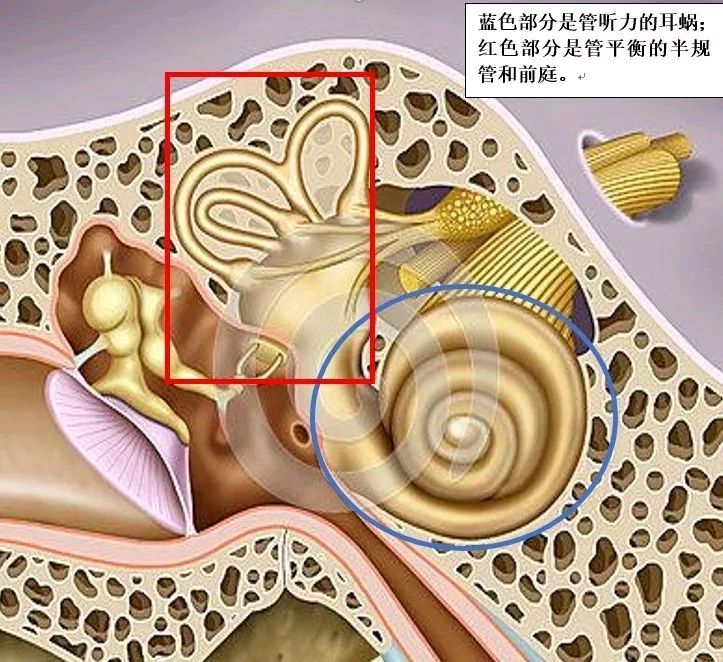 耳后筛区注射位置图片图片
