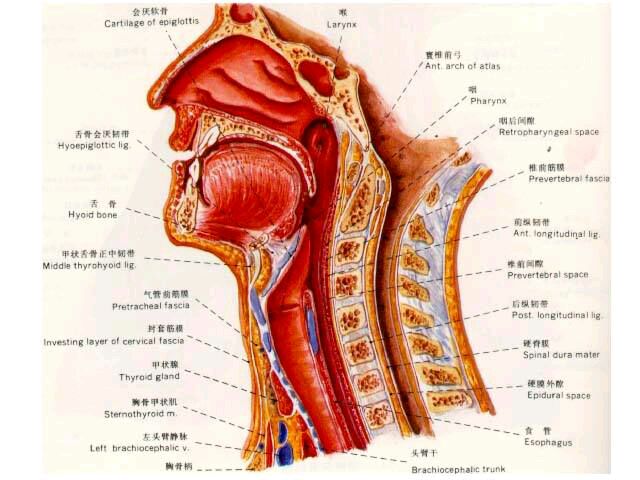 脖子的各个部位名称图图片