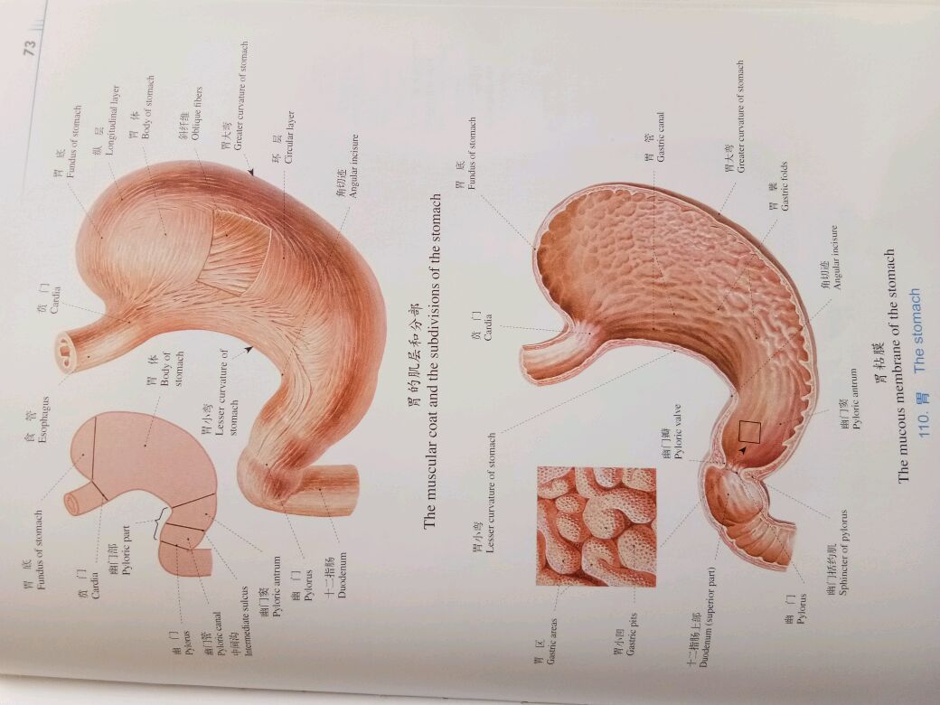 儿童解剖肚子图片
