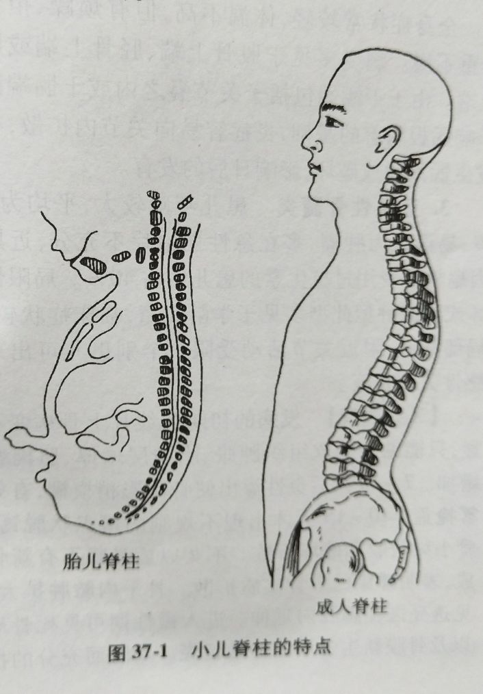 通過以上分析不難看出胎兒期及新生兒期頸椎相對較短,且因頸椎是直的