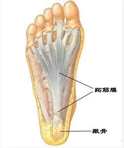 跖腱膜炎的位置图片图片