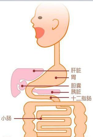 上消消化道包括口腔,食道,胃十二指腸,也就是十二指腸懸韌帶以上的